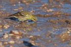 Verzellino (Serinus serinus)