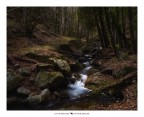 Negli ultimi mesi ho fotografato diversi affluenti e luoghi in cui la mano dell'uomo  stata ininfluente. In questi spazi ogni angolo  selvaggio ed  una fonte ti arrichimento per la mia cultura e pace interiore.