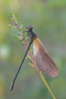 Calopteryx haemorrhoidalis