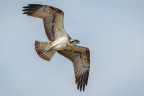 Falco pescatore