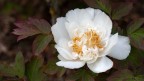 PEONIA 2