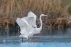 Airone bianco maggiore e Egretta garzetta che provano i passi del loro balletto :) :) :)