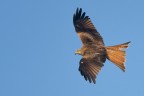 Nibbio reale (Milvus milvus)