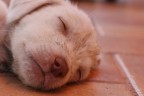 canini sogni