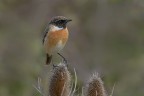 Saltimpalo (Saxixola rubicola)