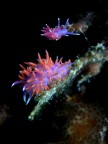 Lumachine di mare (macro sub)