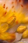 Fiori