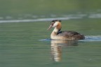 Lo-sbadiglio-dello-Svasso_DSC4377