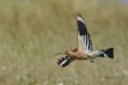 Upupa-in-volo