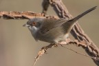 Occhiocotto (Sylvia melanocephala)
