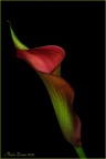 Di rosso e di verde vestita Di rosso e di verde vestita