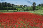 Un campo di rosso, circondato dal verde..