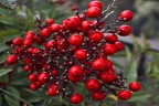 Ilex aquifolium Ilex aquifolium