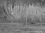 Solitudine