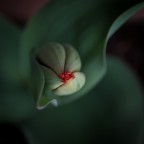st