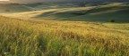 Profumi del mattino nella campagna..
