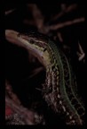 Canon T90 + 200 macro + flash 300 tl