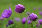 Anemoni