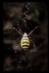 canon T90 + 200 macro + flash 300 TL