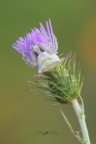Thomisus-onustus_DSC7010