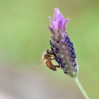 primavera