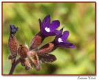Primavera