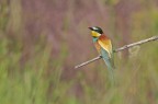 Un gruccione

Ho fatto questo scatto per i colori e non per fare una vera e propria foto naturalistica

Suggerimenti e critiche sempre ben accetti
Enrico