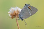 Satyrium-spini_DSC8348