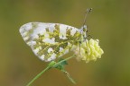Pontia edusa