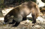 Un Coati incontrato nella Giungla di Xel Ha - Yucatan

Visto che non fuggiva spaventato, ho provato ad attirarlo con
alcuni pezzetti di biscotto che ha gradito