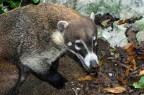 Coati nella Giungla di Xel Ha - Yucatan

Fuggito poco dopo
