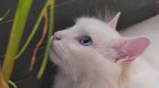 Curiosit felina