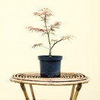 Prebonsai Acero Prebonsai Acero