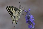 Macaone su lavanda