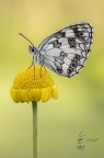 Melanargia galathea (Linn, 1758)