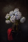 Le Ortensie di Anna