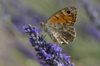 Lasiommata megera