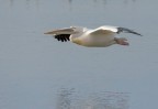 Pellicano