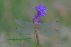 Orthetrum-brunneum-female