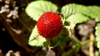 Finta fragola