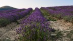 Ondulazioni di lavanda..