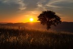 ..il mio albero