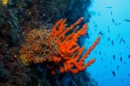 Uno scorcio del coralligeno che orna la parete di Punta Remite, a Otranto.


Critiche e commenti welcome