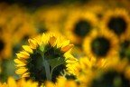 verso il sole