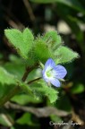 Flower or weed