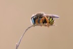Anthophora-urbana_posa2_20210606