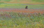 Ciclista nella Piana di Castelluccio