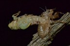 Muta di cicala