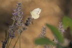 Macro_Lug21