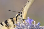 Macro_Lug21_1